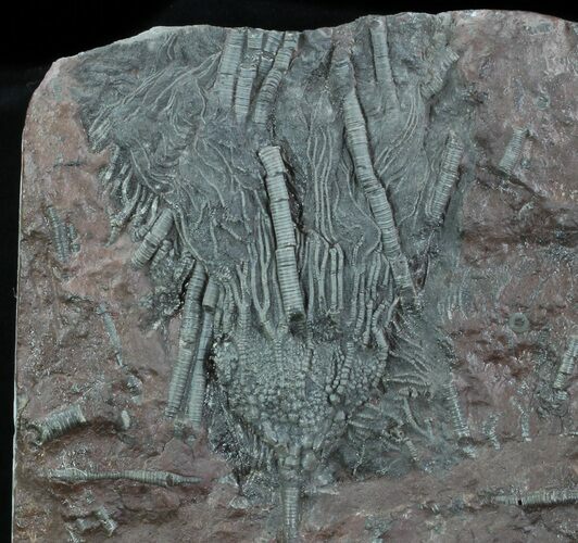 Silurian Fossil Crinoid (Scyphocrinites) Plate - Morocco #89241